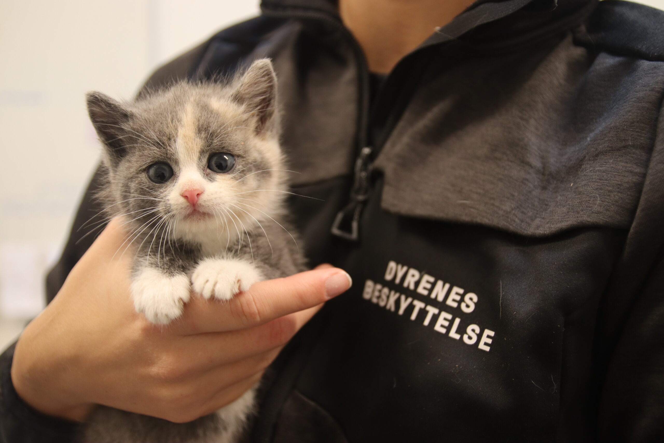 Særligt kattene har fyldt meget på internatet i Aarhus i 2022, hvor hele 771 katte og killinger fik i 2022 et nyt hjem. Foto: Dyrenes Beskyttelse. Til fri afbenyttelse.