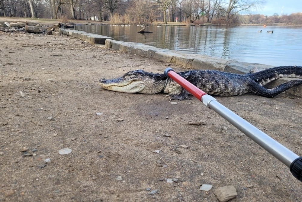 Alligator found in New York''s Prospect Park