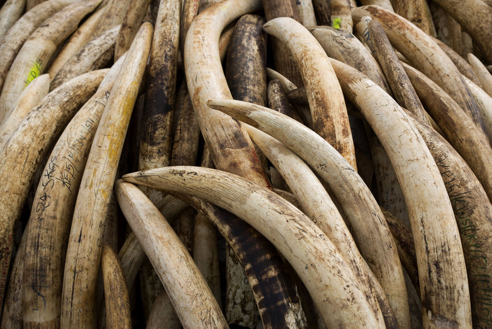 Ivory Poaching Networks