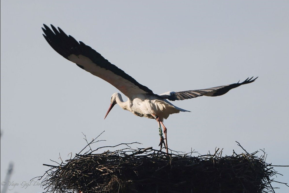 Den første returtrækkende stork er landet i Danmark