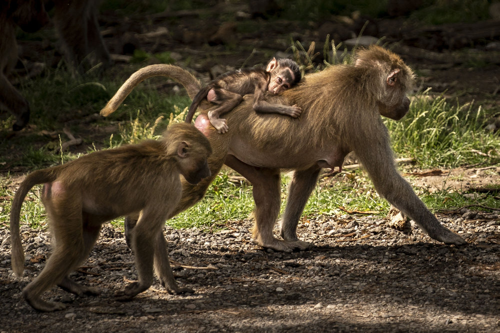 Knuthenborg Safaripark