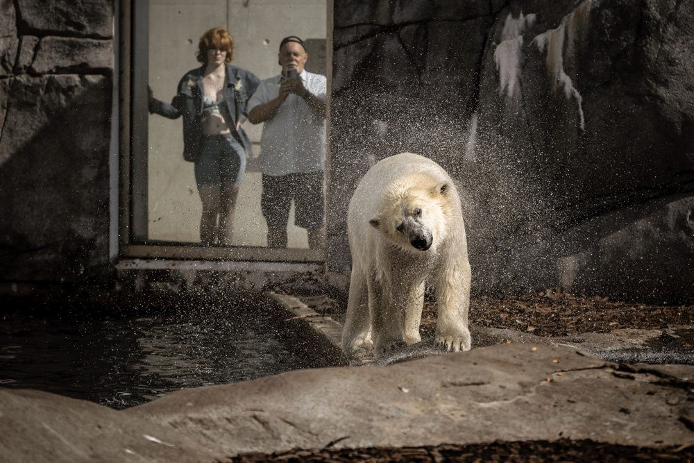 København ZOO i varmen