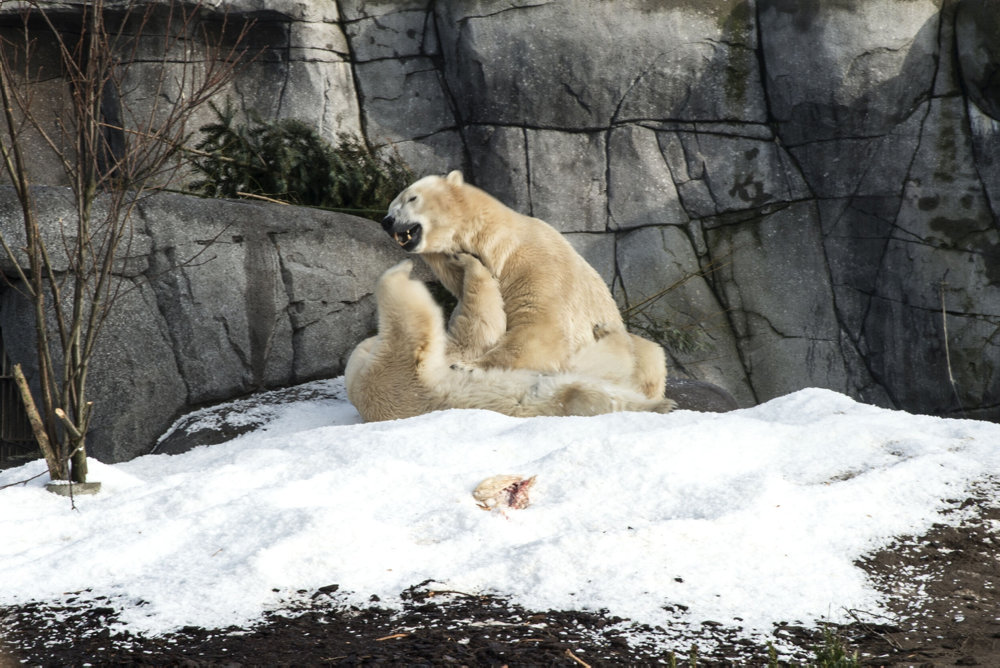 Reportage fra Københavns zoo: is til isbjørnene