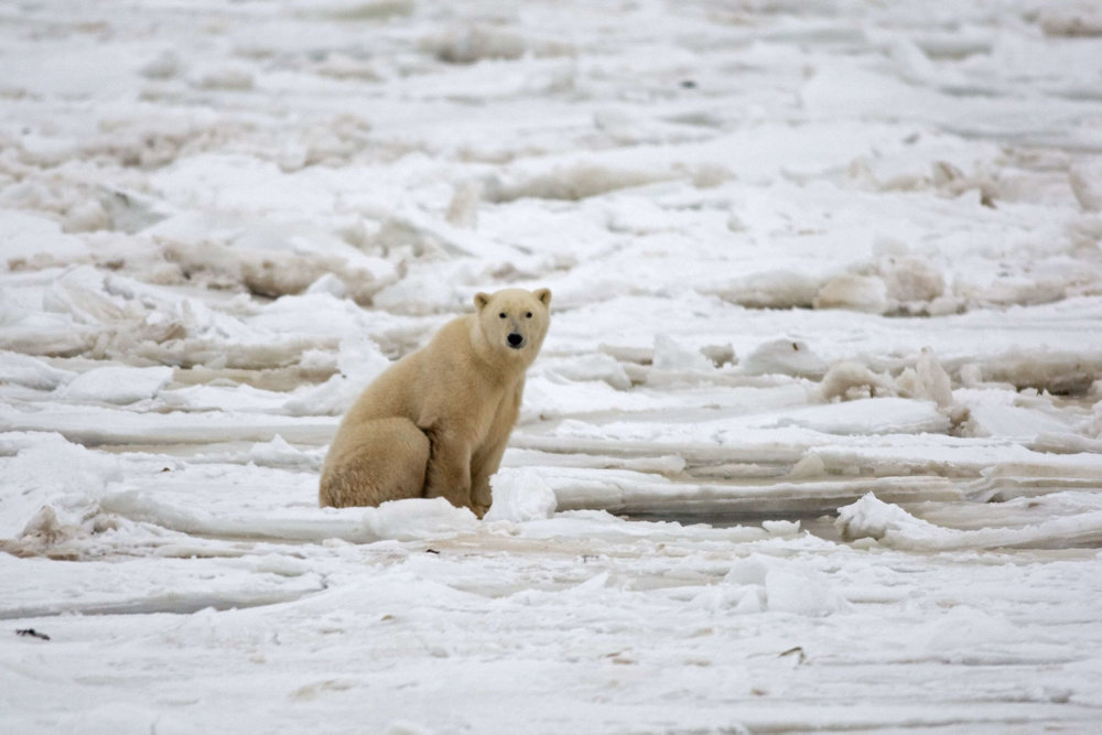 Antallet af isbjørne rasler ned CANADA-ENVIRONMENT-POLAR BEARS-FILES