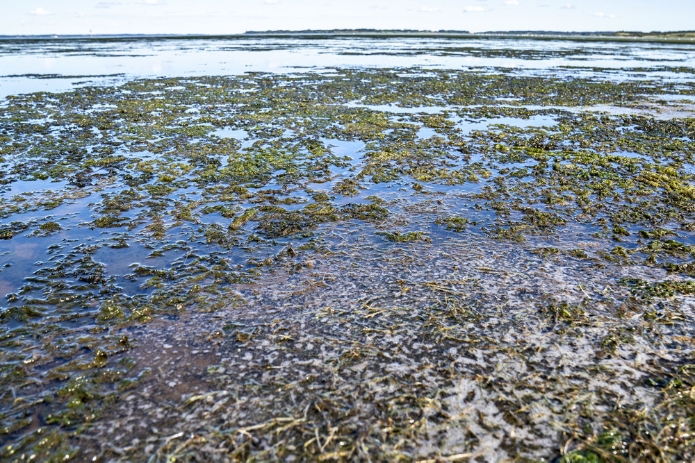 Algeforekomst og iltsvind i Limfjorden