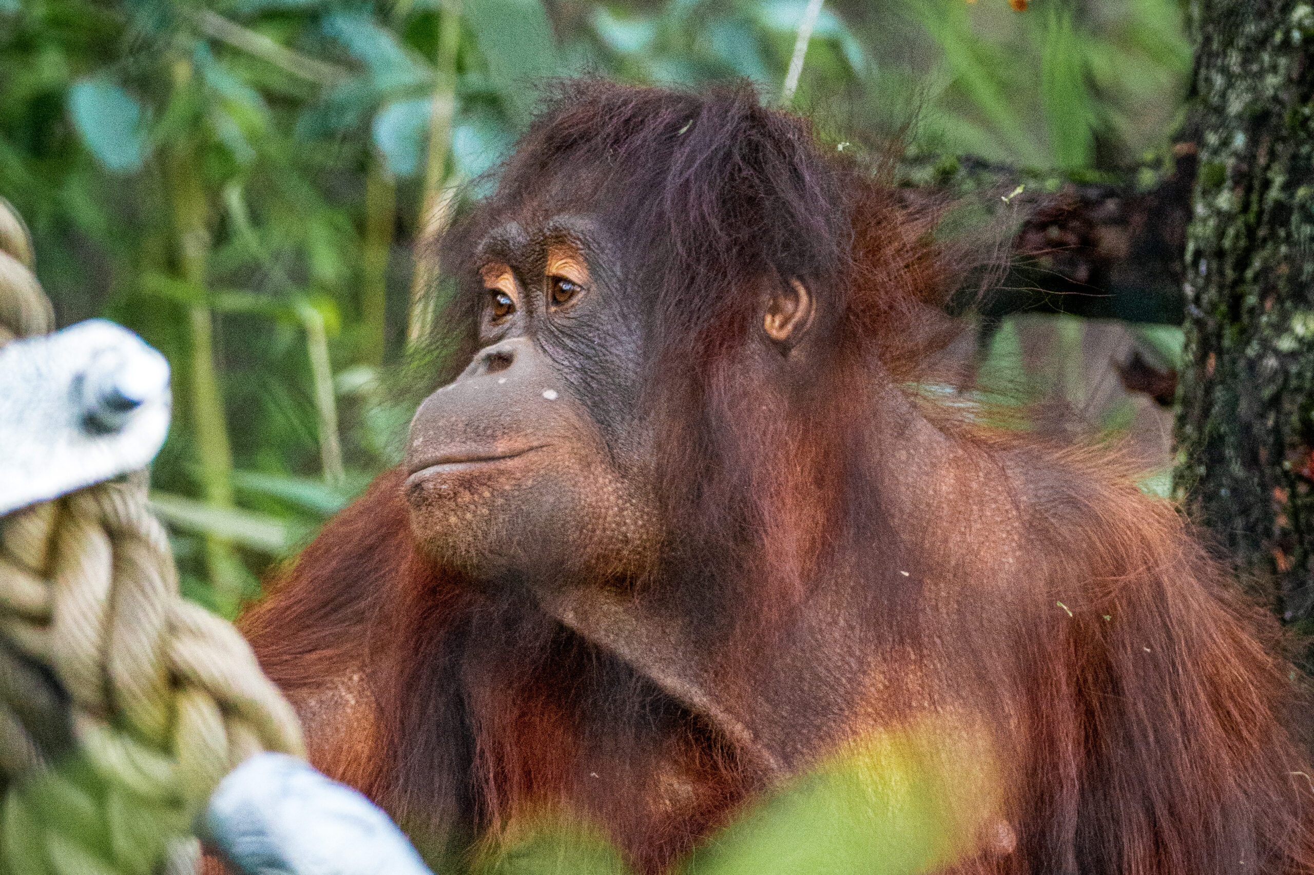 Rekordmange besøgende i Aalborg Zoo i 2022