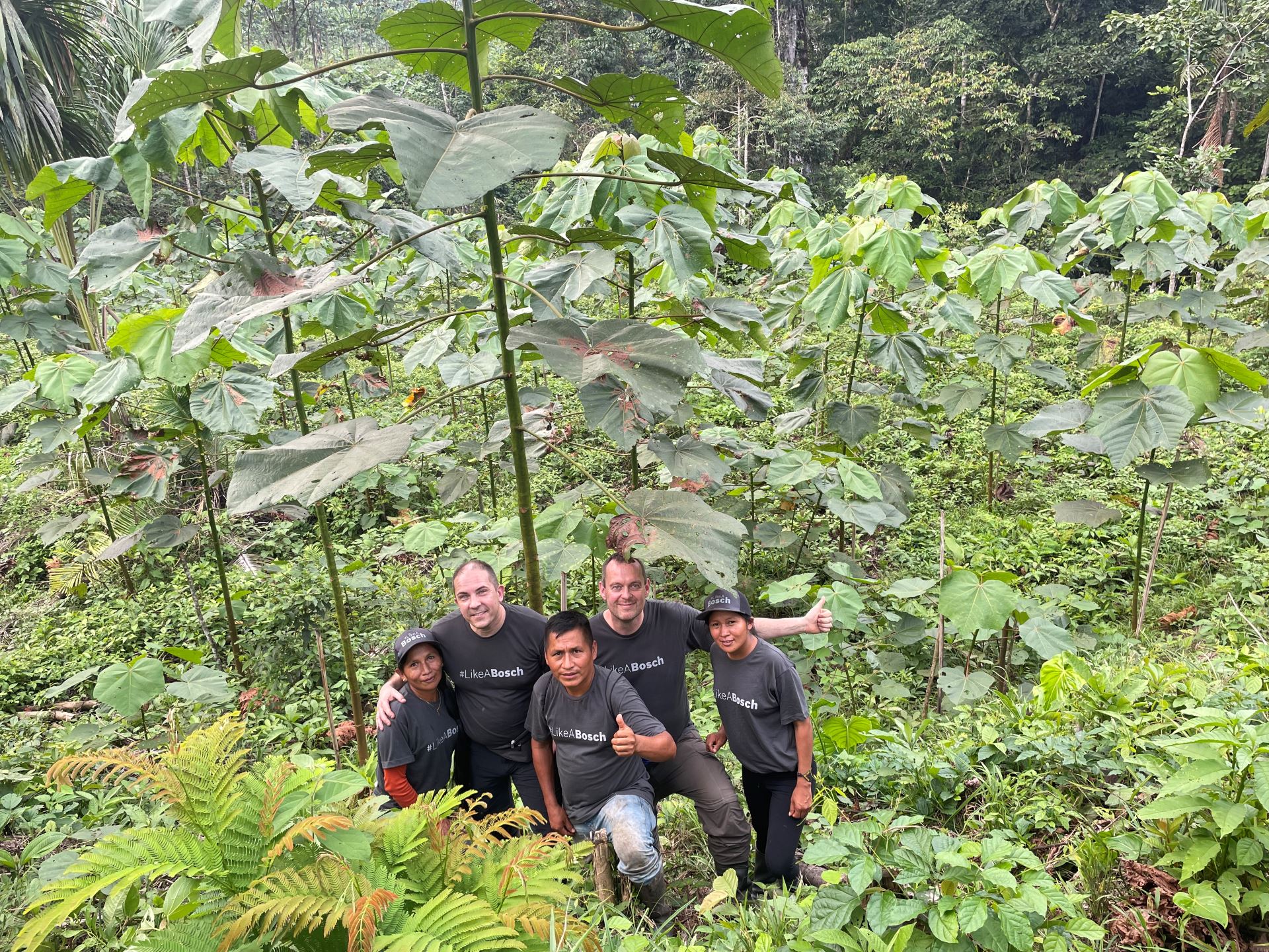 Balsatræer nu kun 8 måneder gamle på billedet forest ses Linda, Jose, fra højre bagerst er det Carmelina fra landsbyen Arutam, Ecuador, Amazonas & Formand for Growing Trees Network Foundation, Lars Heiselberg Vang Jensen og Skovfoged, Søren Hoff Brøndum. På 5 år vokser Balstræerne til 25-35 meters højde og cirka 40 cm. i diameter.