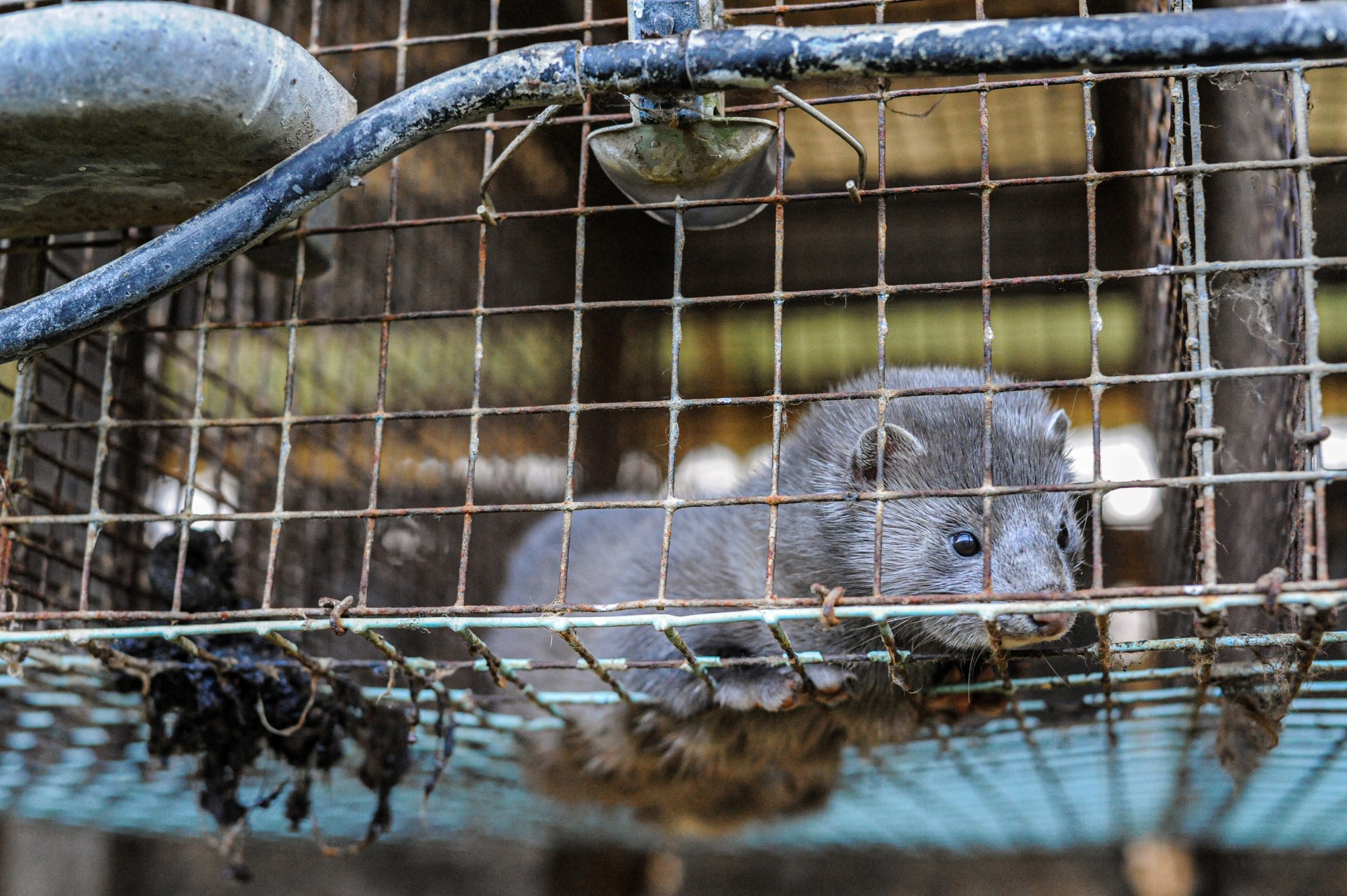 Mink lever hele deres liv i små bure. I naturen er de vilde dyr vant til at færdes over flere kilometer, hvor de svømmer, jager, parrer sig og leger. Nu har 1,6 millio0ner borgere i EU skrevet under for at få forbudt pelsavl.