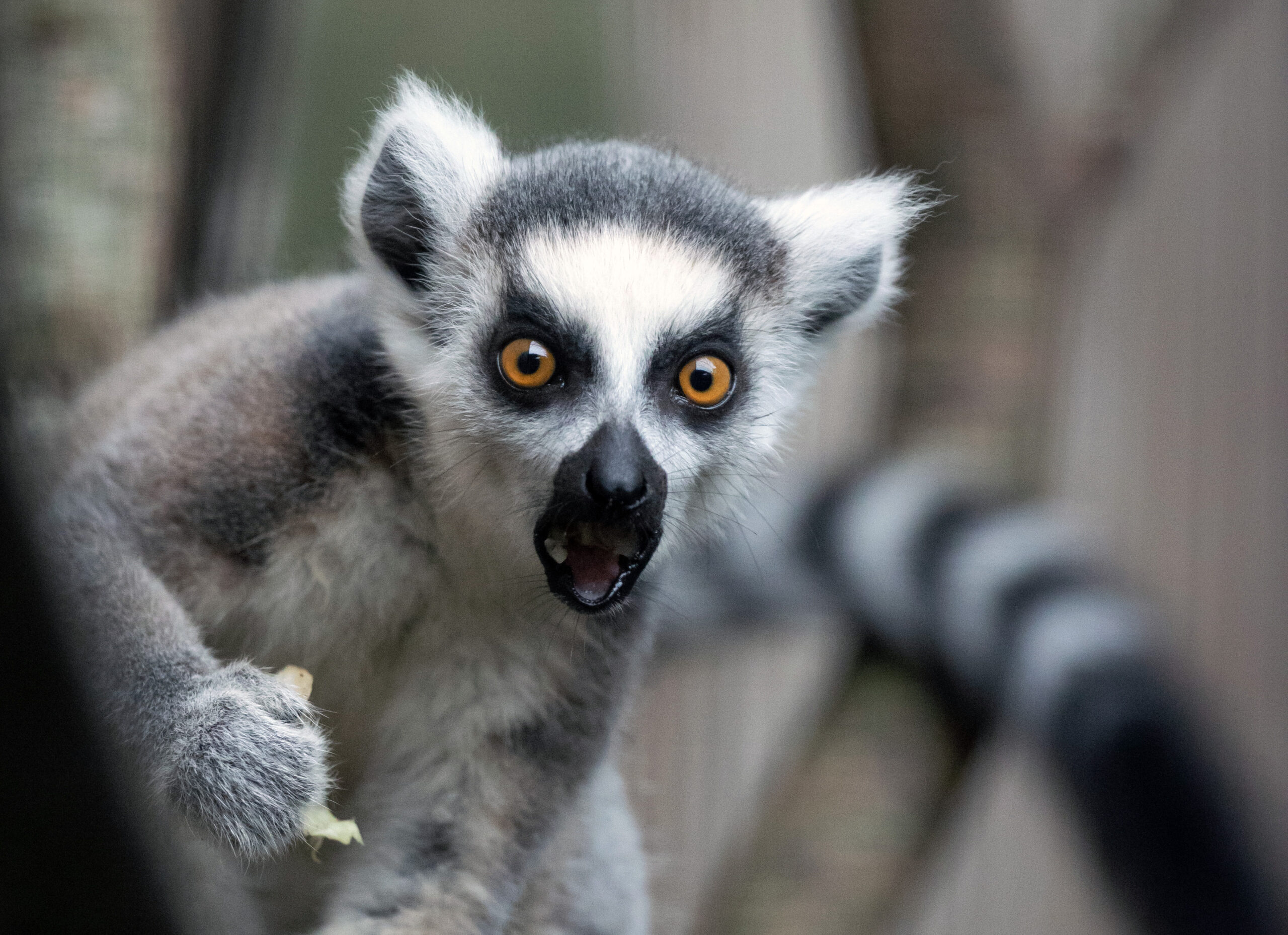 Nyt anlæg i Aalborg Zoo dedikeres til Madagaskars unikke dyreliv