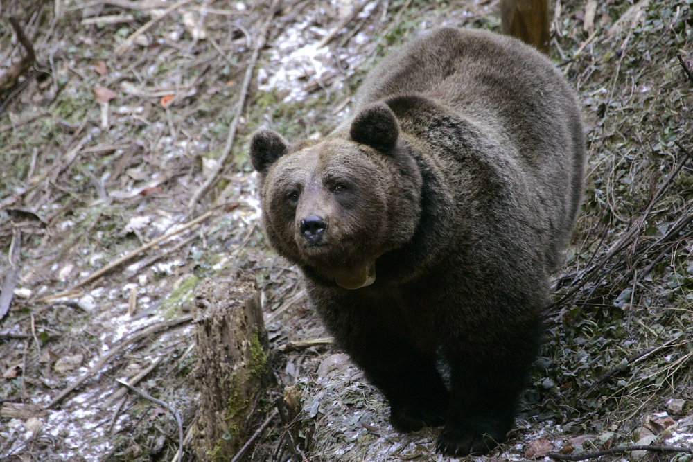 Yurka, an 8-year-old female brown bear, walks in the Saint Romedio sanctuary in Sanzeno, in the northern Italian province of Trento