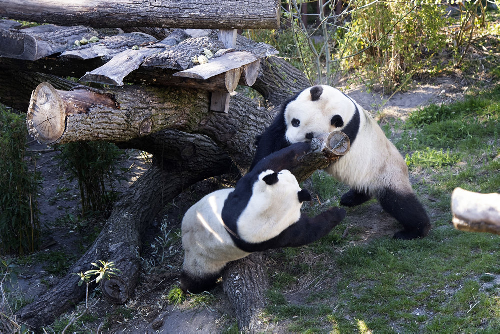 Pandahunnen Mao Sun er i brunst med mulighed for parring