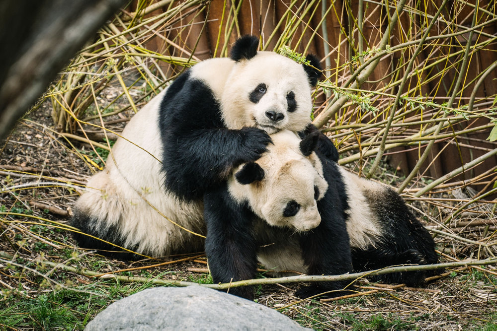 Hun- pandaen Mao Sun i Københavns Zoo er i brunst