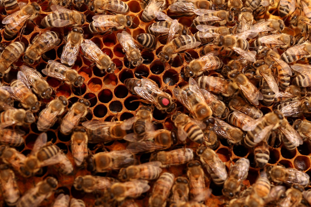 A queen bee, marked red, is seen inside a beehive at the Hatta Honey Bee Discovery Center in Hatta, an exclave of the Emirate of Dubai