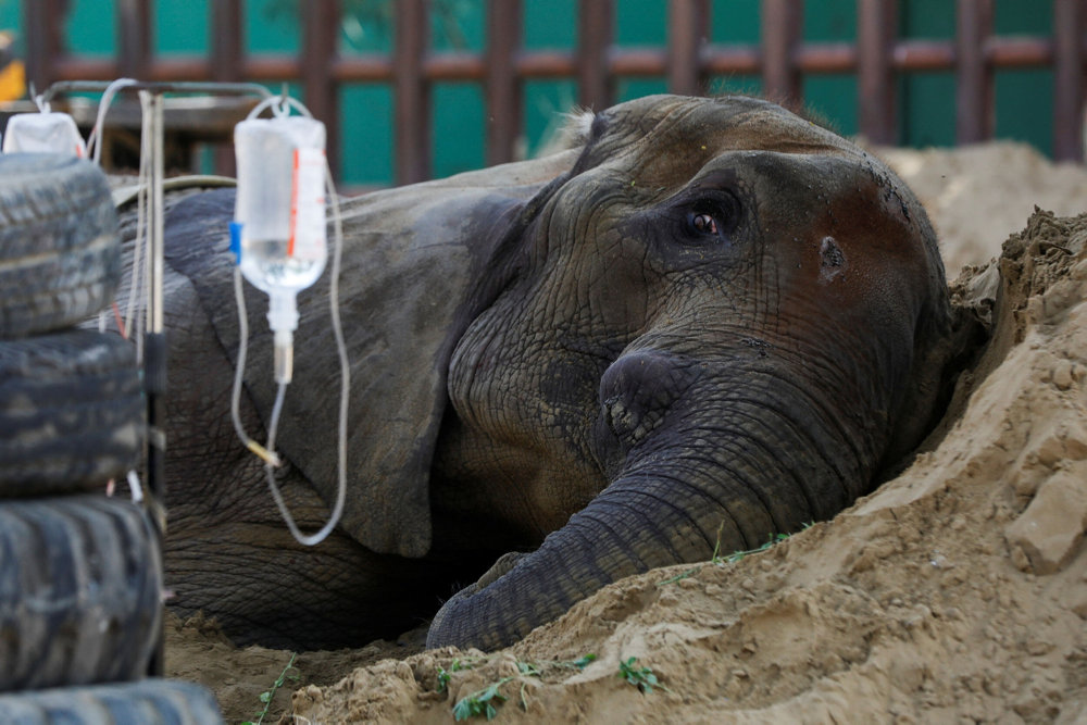 African elephant Noor Jahan, rests on a sand pile, at a zoo in Karachi