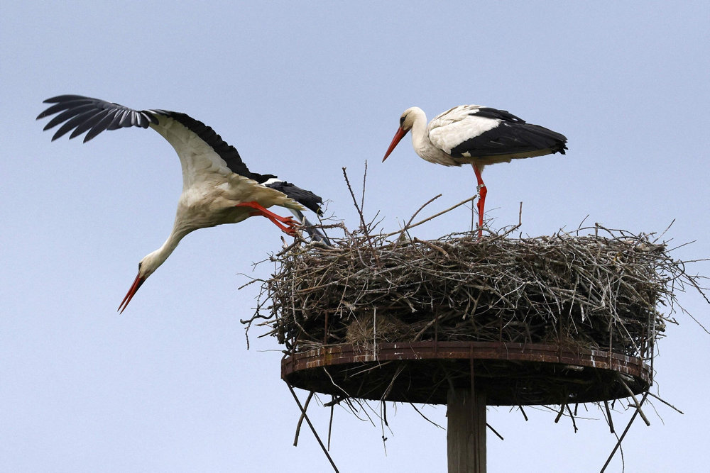 FRANCE-ANIMALS-BIRDS