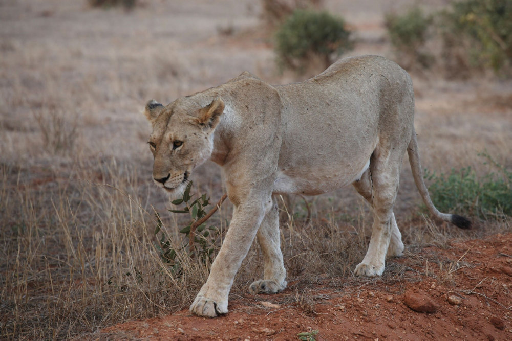 Lion in Tsavo East National Park