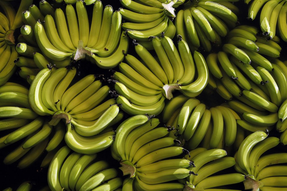 Bananas are seen at a banana farm outside Guayaquil