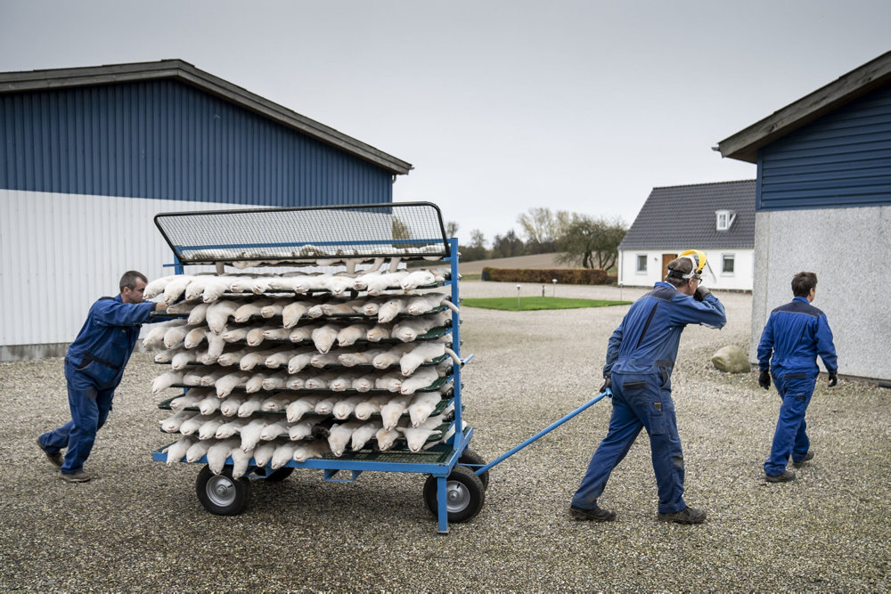 PLUS Minkavlere får historisk stor erstatning