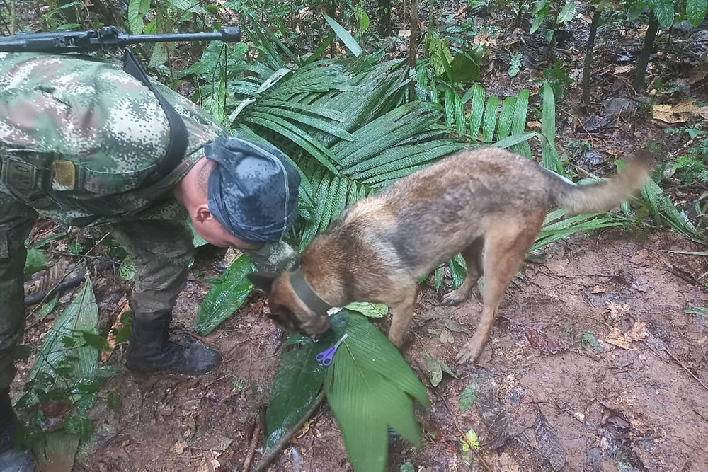 A soldier and a dog take part in a search operation for child survivors from a Cessna 206 plane that had crashed in the jungle more than two weeks ago, in Caqueta