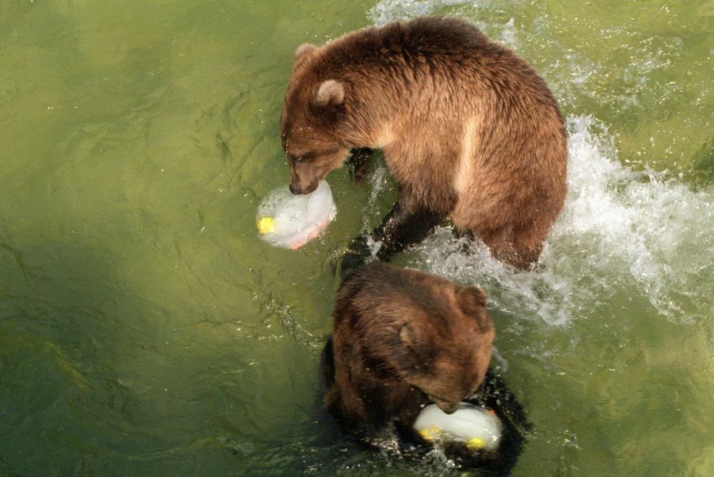 HEDEBØLGE ZOOLOGISK HAVE SOMMER BRUNE BJØRNE VAND BADER IS ISKLUMP