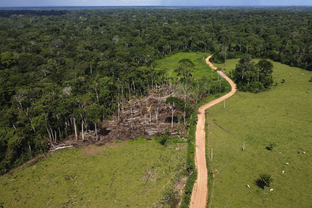 Brazil Environment Day Deforestation