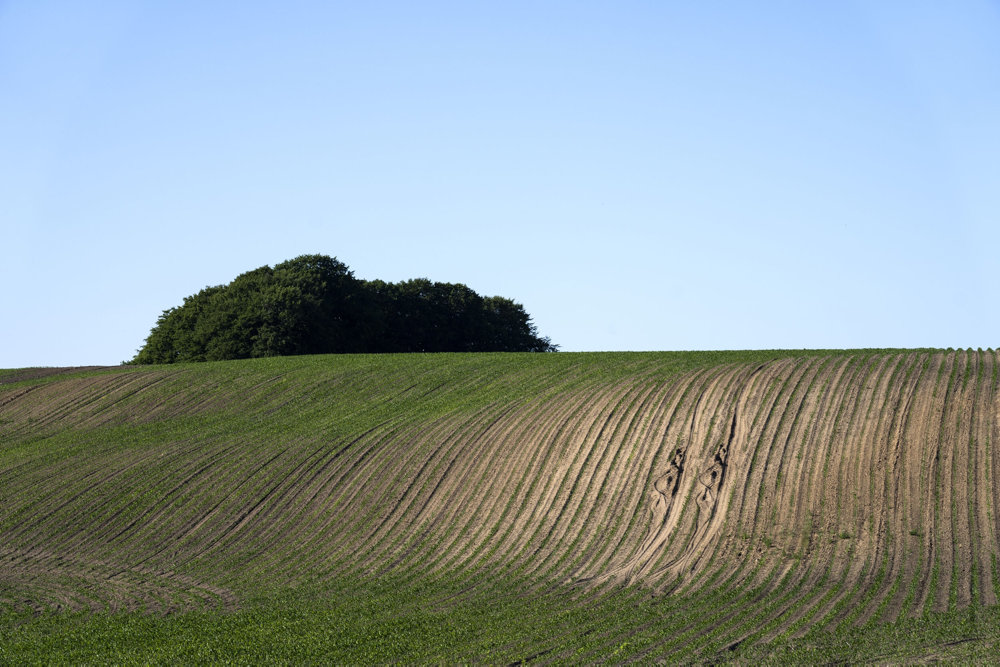 Tørken kan ses i Jylland