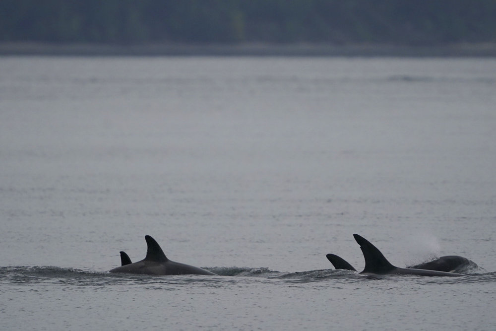 Orca Bigg''s Killer Whales