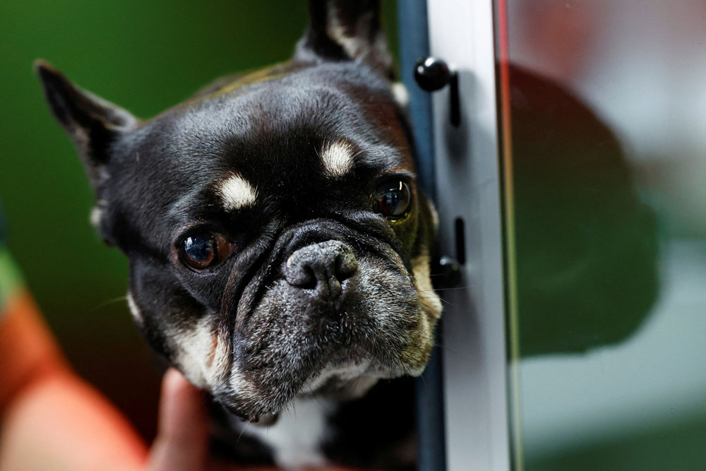 French bulldog Sien waits for a check into the cause of breathing problems at a veterinary clinic in Utrecht