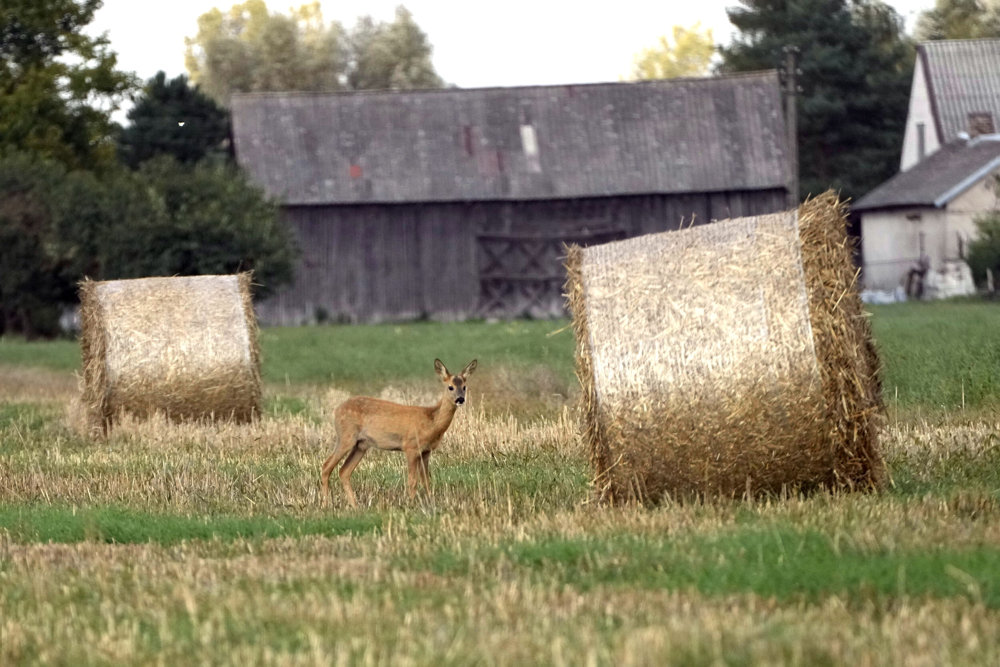 Poland Ukraine Grain