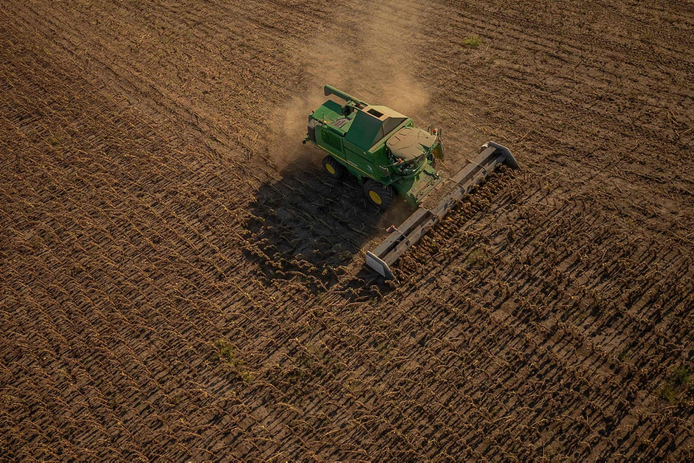 UKRAINE-RUSSIA-CONFLICT-WAR-ECONOMY-HARVEST-SUNFLOWER