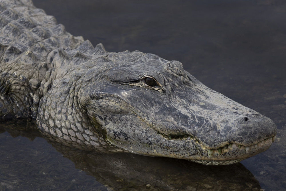 Florida To Give Out 24-Hour Permits During Alligator Hunting Season