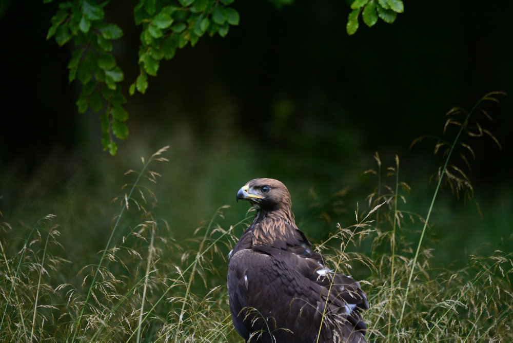 UNG_KONGEORN_FOTO_JAN_SKRIVER