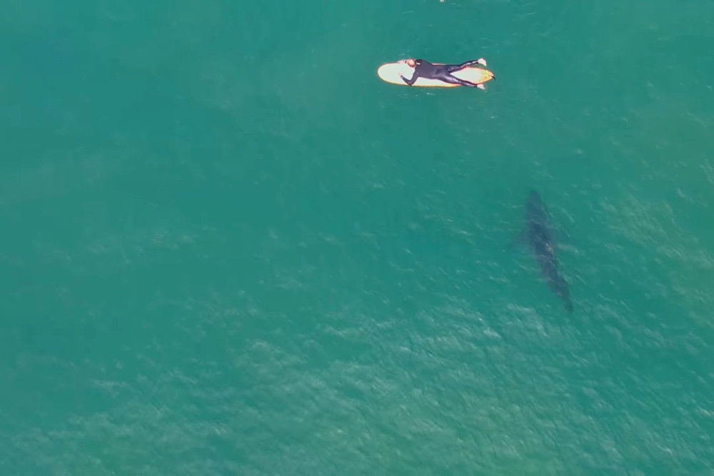 A Great White Shark swims near surfers at sea, at San Onofre beach