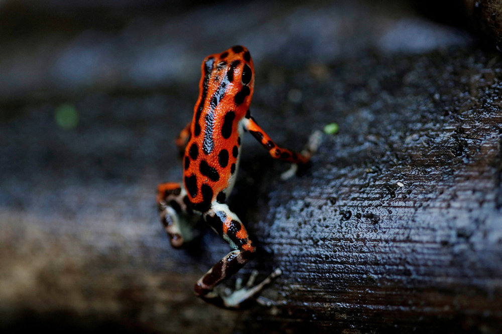 FILE PHOTO: A strawberry poison dart frog (Oophaga pumilio), which is part of the new