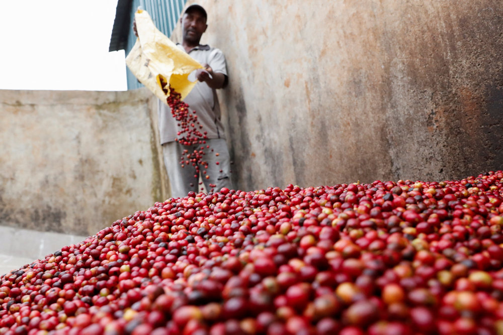 A coffee farmer offloads coffee berries from his plantation at the Ndaroini Coffee Growers Sacco factory in Mathira,